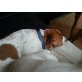 Jack-Russell-Terrier Welpen - Rüde