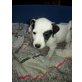 Jack-Russell-Terrier Welpen - Rüde