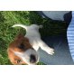 Jack-Russell-Terrier Welpen - Rüde