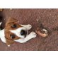 Jack-Russell-Terrier Welpen - Rüde