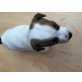 Jack-Russell-Terrier Welpen - Rüde