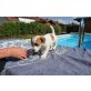 Jack-Russell-Terrier Welpen - Rüde