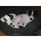 Jack-Russell-Terrier Welpen - Rüde