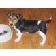 Jack-Russell-Terrier Welpen - Rüde