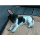 Jack-Russell-Terrier Welpen - Rüde