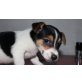 Jack-Russell-Terrier Welpen - Rüde