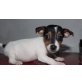 Jack-Russell-Terrier Welpen - Rüde