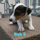 Jack-Russell-Terrier Welpen - Rüde