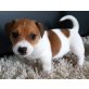 Jack-Russell-Terrier Welpen - Rüde