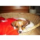 Jack-Russell-Terrier Welpen - Rüde