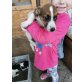 Jack-Russell-Terrier Welpen - Rüde