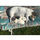 Jack-Russell-Terrier Welpen - Rüde