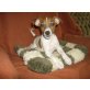 Jack Russell Terrier Welpen - Rüde