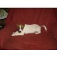Jack-Russell-Terrier Welpen - Rüde