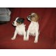 Jack-Russell-Terrier Welpen - Rüde