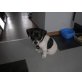 Jack-Russell-Terrier Welpen - Rüde