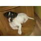 Jack-Russell-Terrier Welpen - Rüde