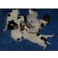 Jack-Russell-Terrier Welpen - Rüde