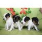 Jack Russell Terrier Welpen abzugeben!, Jack-Russell-Terrier - Rüde