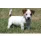Jack-Russell-Terrier für freie Annahme. Welpen - Rüde