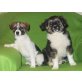 Jack Russell Terrier mit Border Collie Welpen - Rüde