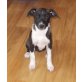Jack Russell Terrier mit Parson Russell Welpen - Hündin