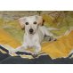 Jack Russell Terrier mit Zwergpinscher Welpen - Hündin