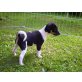 Jack Russell Therrier  Brasilianischer Therri Welpen - Rüde