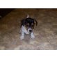 Jack Russell Welpen, Jack-Russell-Terrier - Rüde
