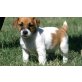 Jack Russell Welpen, Jack-Russell-Terrier - Rüde