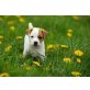 Jack Russell Welpen mit Papieren, abgabeberei, Jack-Russell-Terrier Welpen - Rüde