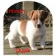 Jack-Russell X Cavalier King Charles Spaniel Welpen - Rüde