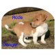 Jack-Russell X Cavalier King Charles Spaniel Welpen - Rüde