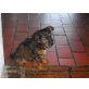 Jack Russell/Zwergpudel Welpen - Hündin