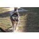 Jack, Siberian Husky - Rüde