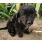 Jack, Spaniel-Mischling Welpen - Rüde