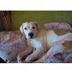 Jack - ein lieber Hund, Labrador-Mix - Rüde
