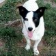 Jack ist ein aktiver kleiner Kerl, Jack-Russel-Mischling - Rüde