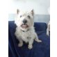 Jack - liebenswerter Westi-Senior, West Highland White Terrier - Rüde