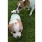 Jack russel Malteser Welpen - Rüde