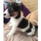Jack-russel Welpe mischling Welpen - Rüde