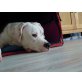Jack sucht wieder..., Labrador-American Bulldog-Mischling - Rüde