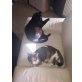 Jack und Jill, EKH - Kater
