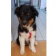JackDaniels, Australian Shepherd Dog Welpen - Rüde