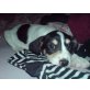 JackRussel Mischling :) Welpen - Hündin
