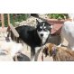 Jacke, Siberian Husky - Rüde