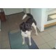 Jacki, Labrador - Münsterländer - Rüde