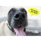 Jackie, Dogo Canario - Rüde