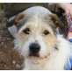 Jacko, Fox Terrier Mix - Rüde