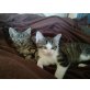 Jacko und Louie, Europäisch Kurzhaar - Kater
